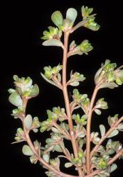 Image: P.B. Heenan © Landcare Research 2014 